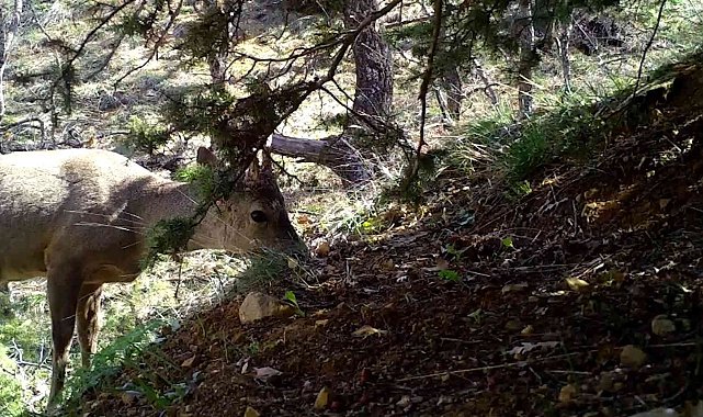 Kırıkkale'de yaban hayatı fotokapanla görüntülendi