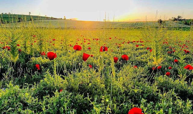 Mardin'de gelincik tarlaları doğal stüdyo oldu