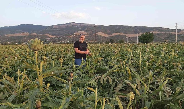 "Enginar; sofrada karaciğerin dostu, laboratuvarda kanserin düşmanı çıktı"