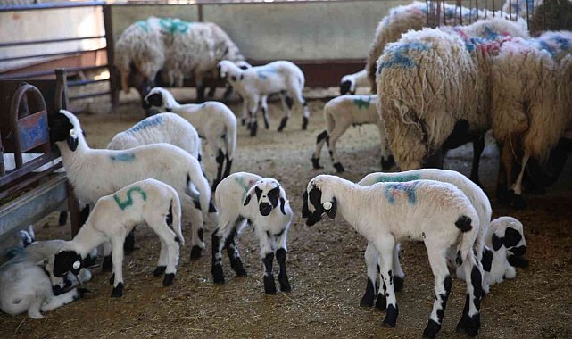 Sakız Koyunu Çiftliği'nde doğumlar başladı