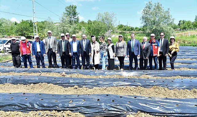 Samsun'da 500 bin çilek fidesi, 11 bin 880 aronya fidanı dağıtıldı