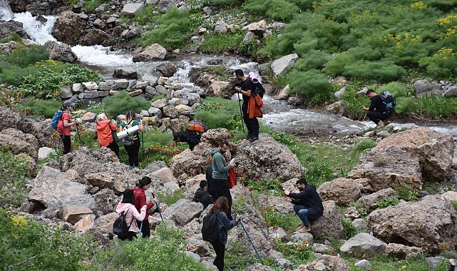 Şırnak'ta ters lale için turlar düzenleniyor