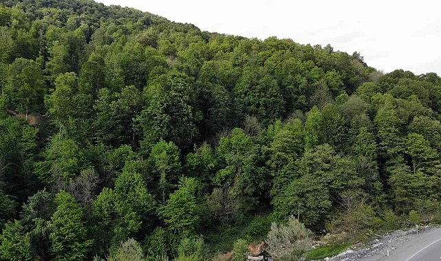 Zonguldak ormanları baharda görenleri hayran bırakıyor