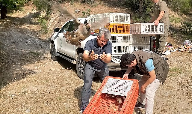 Akhisar ve Gördes'te bin adet keklik doğaya salındı