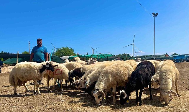 Aliağa'da kurbanlıklar alıcılarını bekliyor