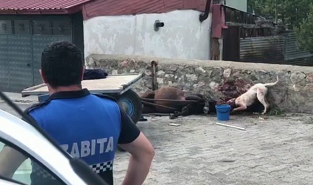 Ardahan'da köpek vahşeti kamerada