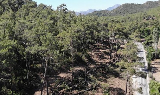 Aydın'da yasak ormanlık alana giren 14 şahsa cezai işlem uygulandı