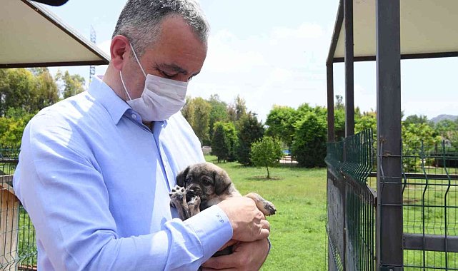 Başkan Esen: "Sokak hayvanlarının kısırlaştırma işlemini planlı bir şekilde sürdürüyoruz"