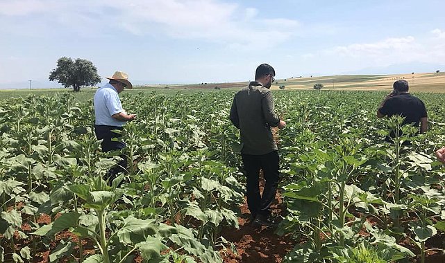 Beyşehir ve Hüyük'te yağlık ayçiçeği ekimi yapılan kıraç alanlarda inceleme