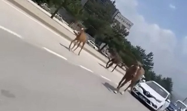 Bursa'da başıboş atlar trafiği felç etti