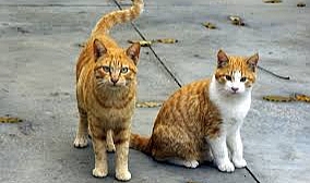 Büyükada'da kedi koronavirüsü salgını iddiası! 