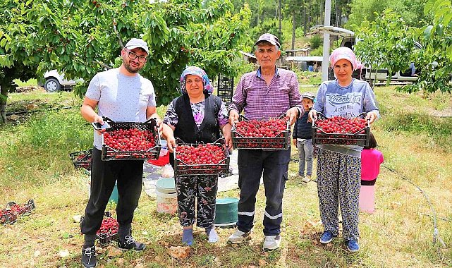 Çameli'nin ünlü yayla kirazında hasat başladı