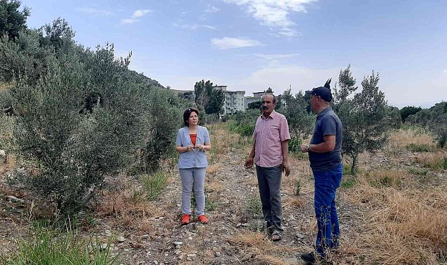 Çiftçiler, 'verticllium solgunluğu' hastalığına karşı uyardı