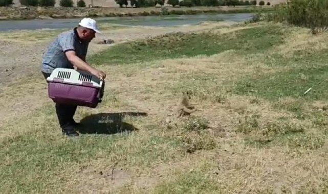 Diyarbakır'da tedavi edilen yavru tilki doğaya bırakıldı