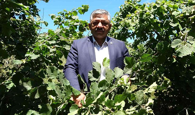 Fındıkta 'erken hasat' uyarısı