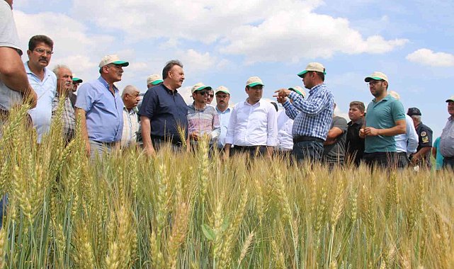 Hüyük'te deneme üretimi yapılan 'Taner' tohumu tanıtıldı