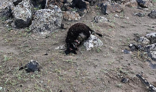 Iğdır'da kurtlar 17 koyunu telef etti