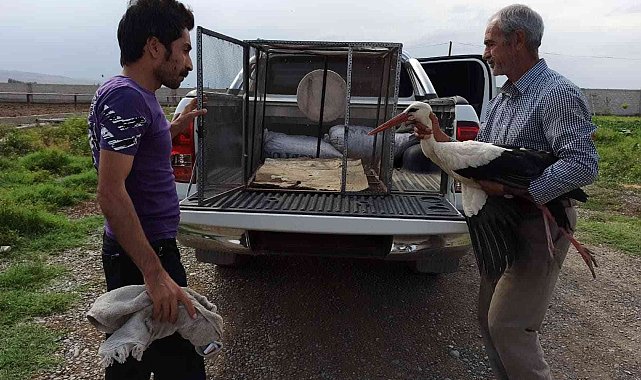 Iğdır'da yaralı leylek tedavi altına alındı