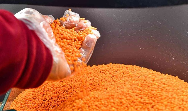 Kırmızı mercimek, bu yıl üreticinin yüzünü güldürecek
