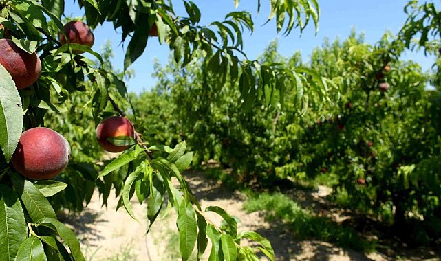 Kuşadası'nda İspanyol Şeftalisi'nin Hasadına Başlandı