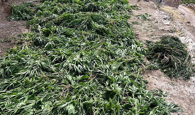 Mardin'de jandarma ekipleri 42,5 kilogram esrar ele geçirdi