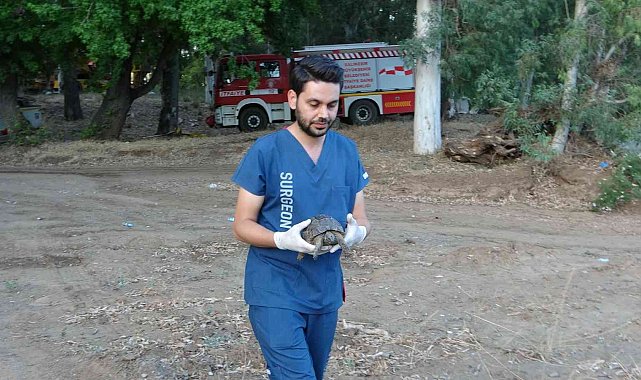 Marmaris'teki Yangında dumandan zehirlenen kaplumbağa hayata döndürüldü