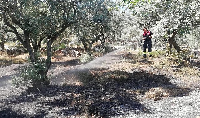 Menteşe'de zeytinlik yangını