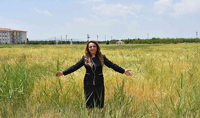 MTÜ'den tahıl üretimine destek
