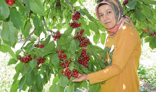 Napolyon türü kirazlar üreticinin yüzünü güldürüyor