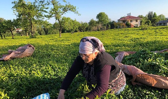 Özel sektör çay alımında ÇAYKUR'u solladı