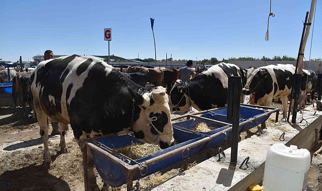 Selçuklu'da kurban satışı başladı