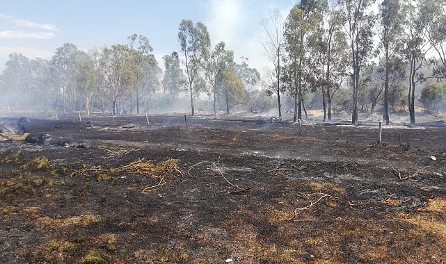 Seydikemer'de okaliptüs ağaçları yandı