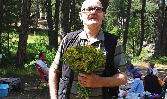 Simav Gölcük Yaylası'nda piknikçilerin gözdesi 'Sarı kantaron otu'