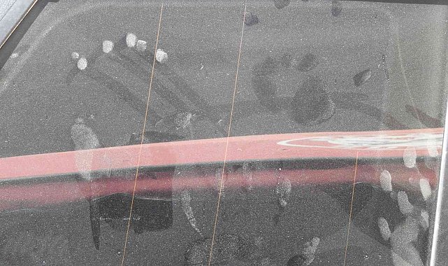 Spil Dağı Milli Parkı'nda ilk kez ayı görüldü