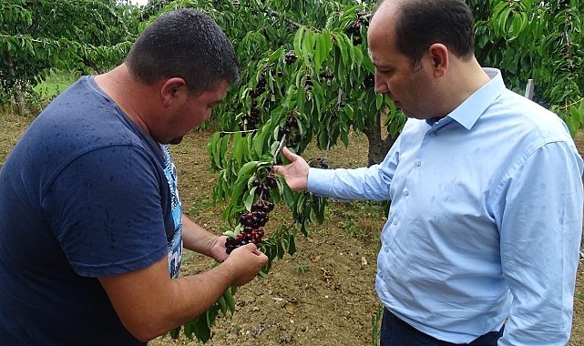 Tekirdağ'da kiraz hasadı devam ediyor