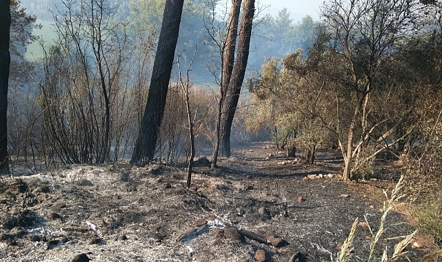 Muğla'da Temizlik ateşi yangına neden oldu