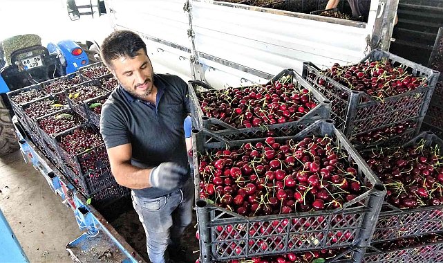 Tokat'ta ihraçlık kirazda yüzde 100 rekolte artışı