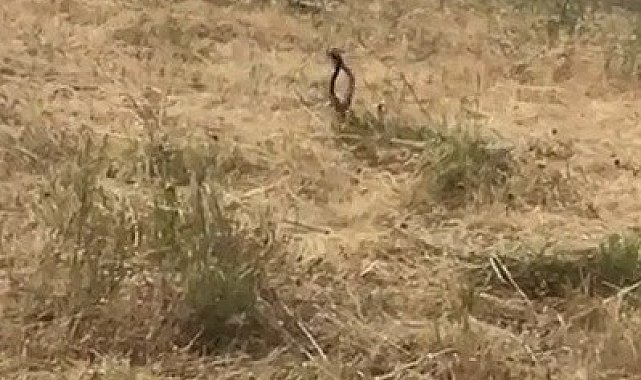 Tunceli'de yılanların dansı görüntülendi