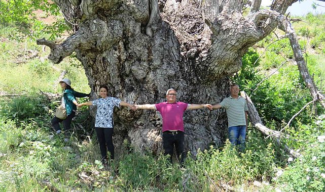 Türkiye'de şu ana kadar görülmedi: Tunceli'de 9 metre 22 santimetre gövde çapına sahip ceviz ağacı tespit edildi