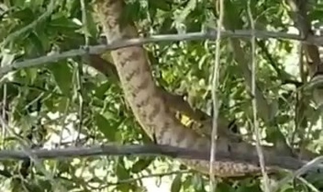 Türkiye'nin en zehirli yılanı Tunceli'de görüntülendi