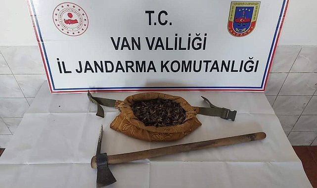 Van'da salep soğanı toplayan 7 kişi yakalandı
