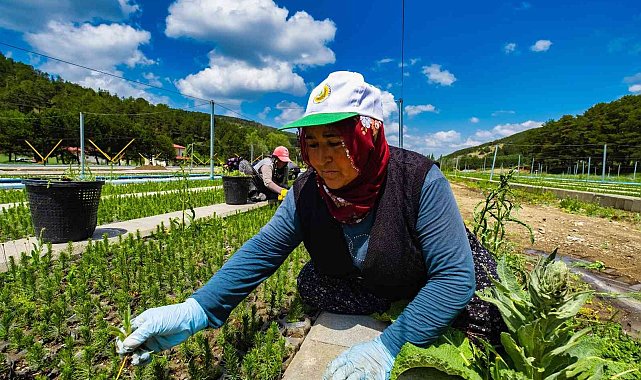 Yozgat'ta üretilen 3 milyon 400 bin fidan "Geleceğe Nefes" olacak