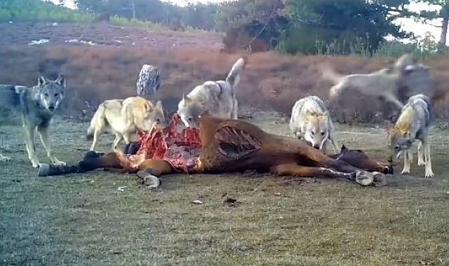 Afyonkarahisar'da vahşi yaşam fotokapanlara yansıdı