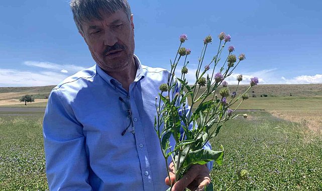 Anadolu'nun yenilenebilir bitkisel enerji kaynağı 'Pelemir'
