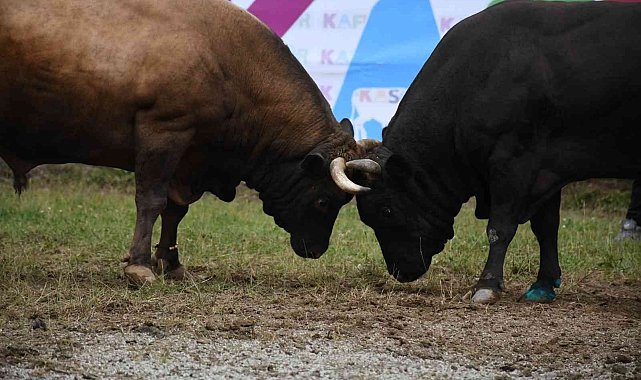 Artvin'de düzenlenen Kafkasör Boğa Güreşleri renkli görüntülere sahne oldu