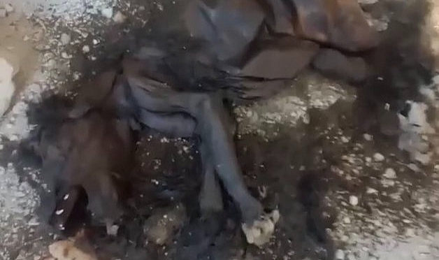 Hatay'da köpek katliamı: 12 yavruyu yakarak ve döverek öldürdüler!
