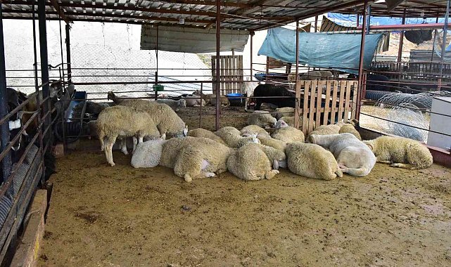 Kepez'in kurban pazarları hazır
