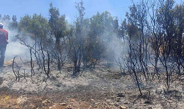 Kilis'te çıkan orman yangını kısa sürede söndürüldü