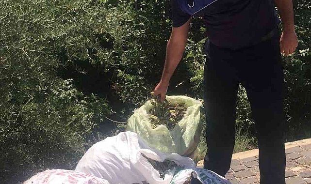 Kozan Kalesi'nde izinsiz harnup toplayanlar güvenliğe yakalandı