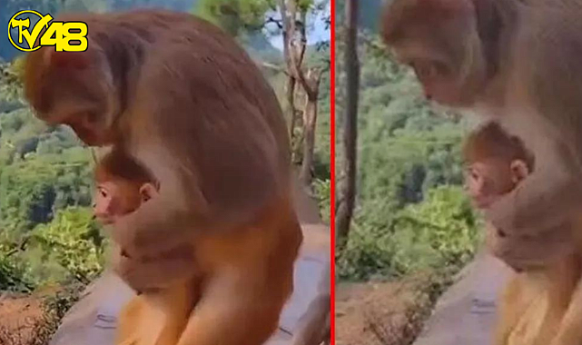Maymun, can çekişen yavrusunu "heimlich manevrası" uygulayarak kurtardı